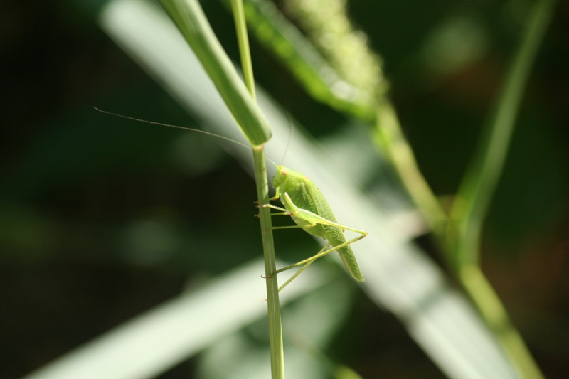 Garden cricket